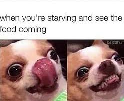 Hungry Dog Meme Funny Dog Memes Funny Instagram Memes Really Funny Memes