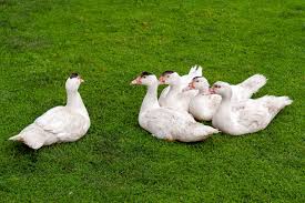 La préfecture des landes a annoncé, mercredi, qu'un quatrième foyer de grippe aviaire avait été trouvé dans le département. Grippe Aviaire Un Premier Elevage Touche En France A La Une Destination Sante