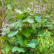 Image result for Wigandia urens