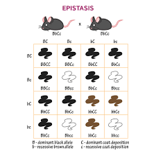 Epistasis General Biology Flashcards Draw It To Know It