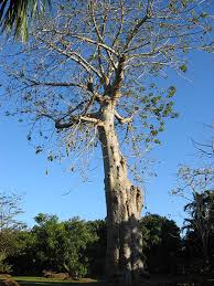 Image result for Adansonia digitata