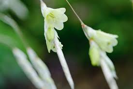 Image result for Dierama formosum/plowesii intermediates