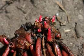 Image result for Impatiens gomphophylla