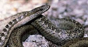 Antiguan Racer Endangered Animals Species Amphibians