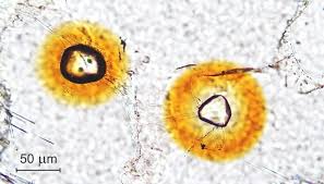 Zu lateinisch radiare „strahlen und activus „tätig, „wirksam; Mineral Heilt Sich Selbst Von Schaden Durch Radioaktive Strahlung Innovations Report