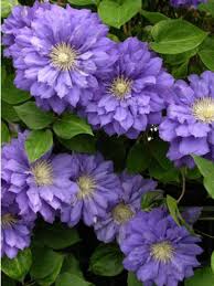 Maybe you would like to learn more about one of these? Clematite Kiri Te Kanawa Clematis Le Jardin Du Pic Vert