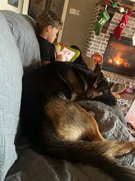 OWNER HAS BEEN FOUND! 🩷 Anyone missing a young German shepherd? Showed up  last night. Dugan Chapel Rd in between Bells and Denison! Super friendly