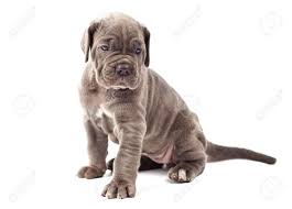 Trova le migliori immagini gratuite di mastino italiano. Schone Junge Welpen Italian Mastiff Cane Corso 1 Monat Lizenzfreie Fotos Bilder Und Stock Fotografie Image 62388122