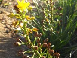 Image result for Euryops subcarnosus