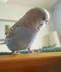 Zazu Thebirb Perruche Ondulee Perruche Animaux