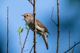 Die swedische nachtigall lied der nachtigall zauberlied der nacht jennifer graf david lutz. Nachtigall Beim Singen Foto Bild Tiere Wildlife Wild Lebende Vogel Bilder Auf Fotocommunity