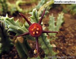 Image result for Duvalia