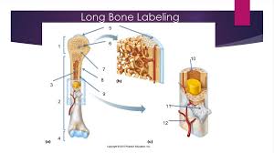 From the quiz author a labeling of the long bone Skeletal System Bone Anatomy And Microstructure Ppt Download