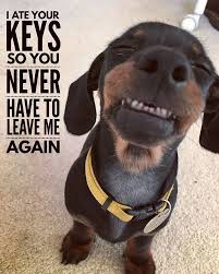 With tenor, maker of gif keyboard, add popular great job meme animated gifs to your conversations. Good Job Bun Thesausagedog Dachshund Memes Funny Animals Funny Dogs