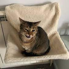 Monday Face Mondaymood Snarl Mycat Picklesandpumpkin Cats Of Instagram Catstagram Cat Catsofinstagram Cat Recipes Monty Th Cats Cat Day Cat Shelter