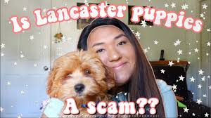 Lapp and zimmermen are two last names you want to look out for when buying a puppy from pennsylvania. Adopting A Puppy From Lancaster Puppies Scam Youtube