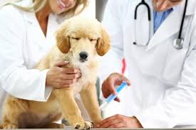Here at arch creek animal clinic, your beloved pet isn't just a faceless name on a chart to us. Pet S Best Friend Marathon Veterinary Clinic Veterinarian Marathon Small Animal Clinic Pet Vaccination Medical Services Small Animal Surgery Hematology Examinations Marathon Pet Radiography Images 4ty Gr