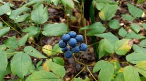 Image result for Blue Cohosh