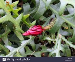 This means that we want to wait for the soil to be dry and to drench it thoroughly. Fishbone Cactus Ric Rac Orchid Cactus Zick Zack Kaktus St Antonius Rik Rak Selenicereus Anthonyanus Cactaceae Mexiko Stockfotografie Alamy