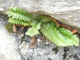 Image result for Polystichum