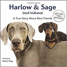 Im looking for a small mini dachshund stud in or near fort wayne in. Amazon Com Harlow Sage And Indiana A True Story About Best Friends Vega Brittni Books