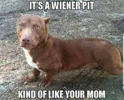 Pin By Matthew Chandler On Memes Funny Animal Memes Funny Animals Funny Animals With Captions