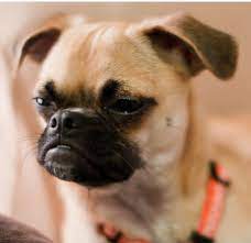 Chug Puppy Face Picture Png 1 Comment Chug Puppies Chug Dog Rare Dogs