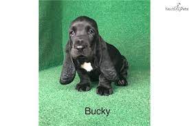 If you are looking to purchase a basset hound for sale in georgia, you will want to make sure that the breeder that you are looking at has a good reputation. Bucky Basset Hound Puppy For Sale Near Brunswick Georgia B39c9bf9 68a1 Basset Hound Puppy Basset Hound Puppy For Sale Basset Hound For Sale