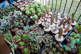 Exotic, night blooming cereus fill the air with a powerfully fragrant perfume. Haul Of Wonders Behold The Plants We Brought Home From A Month Of Cactus Succulent Shows The Horticult