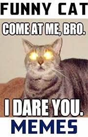 Cats Cat Catsofinstagram Love Kitty Pets Cute Of Kitten Catstagram Catlover Instagram Instacat Funny Cat Memes Funny Cat Videos Cat Quotes Funny