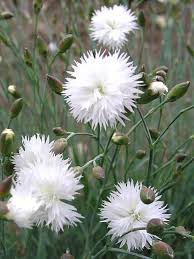 Image result for Dianthus