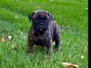 Bullmastiffs for Sale | Dogs on Oodle Classifieds