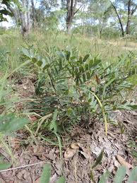 Image result for Cryptosepalum maraviense