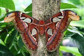 Mariposa Atlas Moth Big Butterfly Largest Butterfly