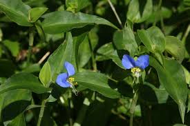 Image result for Commelina