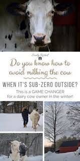 The Hardest Thing About Homesteading Soulyrested Farm Animals Milk Cow Dairy Cows