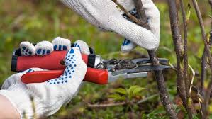 Warum hat schwarze johannisbeere solche popularität verdient? Johannisbeeren Pflanzen Pflegen Und Schneiden Ndr De Ratgeber Garten Nutzpflanzen