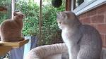 British shorthair cattery | United States | British ...