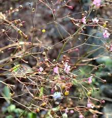 Image result for Talinum tenuissimum