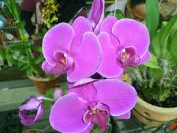 Vanda adalah antara orkid yang mudah ditemui di kawasan timur asia, asia tenggara dan juga di kawasan new guinea. Tanaman Dan Penjagaan Bunga Orkid Di Malaysia Bunga Orchids Plants