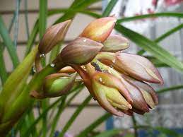 Cymbidium Orchid Flower Buds Jpg 816 612 Pixels Cymbidium Orchids Orchid Flower Orchids