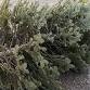 Christmas tree recycling event