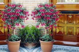 Pack Of 2 Patio Standard Fuchsia Trees Shop Wowcher Planting Flowers Plants Trees To Plant