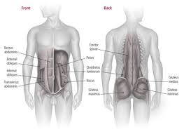 Muscle can contract, which moves the bone. Quotes About Bones And Muscles Quotesgram