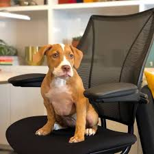 Humanscale India Ergonomic Chair Sit Stand Desk Office Furniture Stores