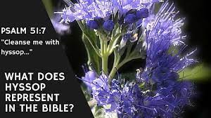 Purple flowers meaning in bible. What Does The Hyssop Represent In The Bible Applygodsword Com