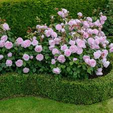 Olivia Rose Austin David Austin Roses Rose Garden Design Flower Garden Design Roses Garden Care
