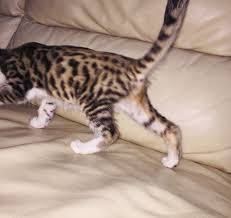 12 week old kittens for sale williamguzman606. Savannah Cat For Sale In The City Of Moskva Russian Federation Price 1350 Announcement 6804