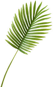 Different products sample charges are different, pls contact our sellers, they will let you know more details. Bay Isle Home Small Hawaiian Palm Leaf Stem Reviews Wayfair