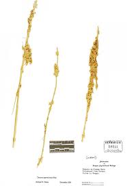 Image result for Cuscuta approximata